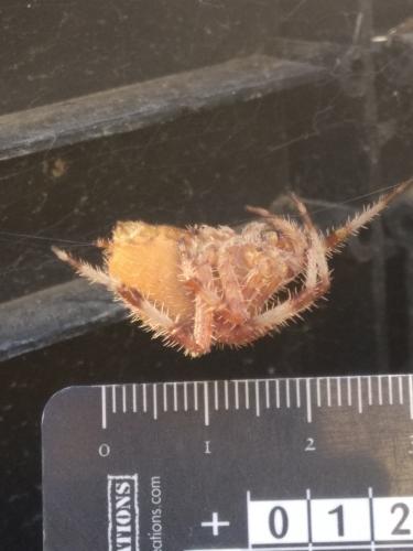 Réf. 240 950 : Araneus pallidus